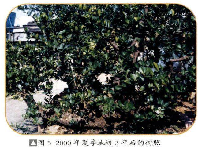 图解 18年制作山桔盆景的过程