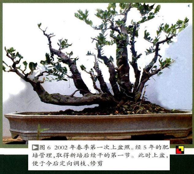 图解 18年制作山桔盆景的过程