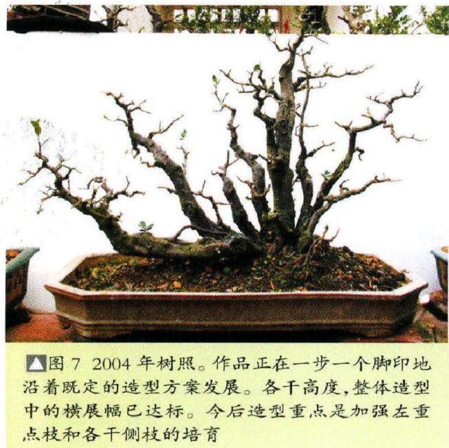 图解 18年制作山桔盆景的过程