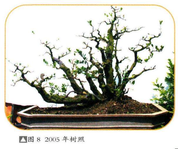 图解 18年制作山桔盆景的过程