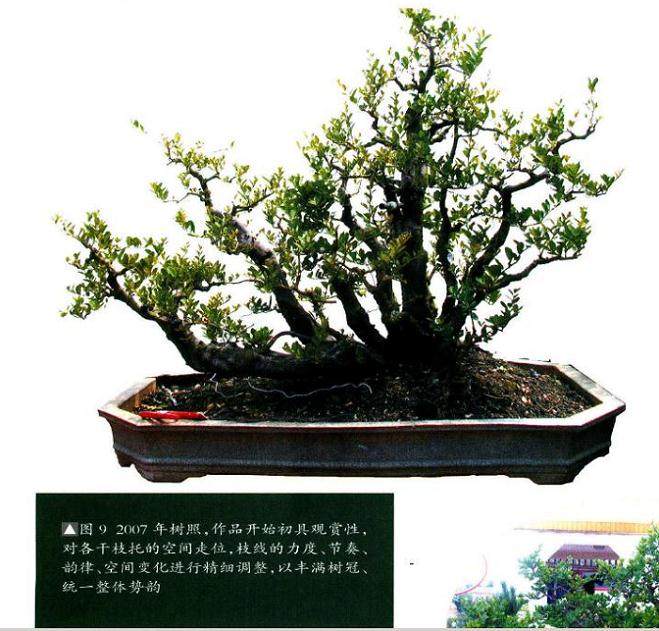 图解 18年制作山桔盆景的过程