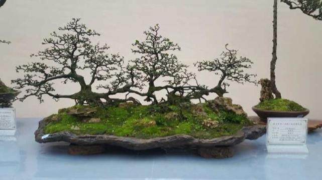 图解 18年制作山桔盆景的过程