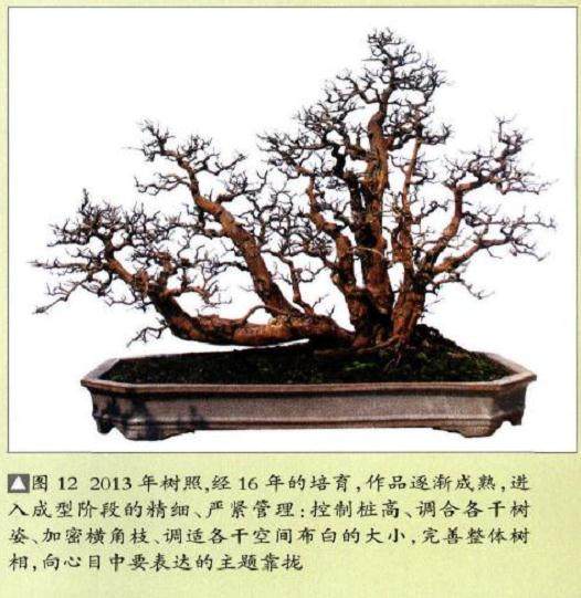 图解 18年制作山桔盆景的过程