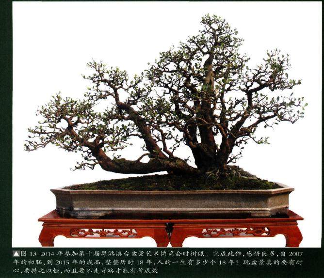 图解 18年制作山桔盆景的过程