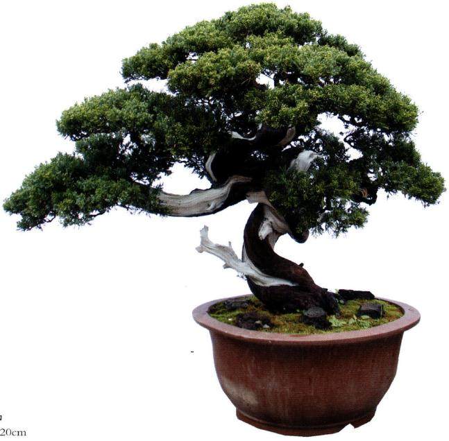 瑞金盆景爱好者吴多铭历时多年打造的一处私家盆景园