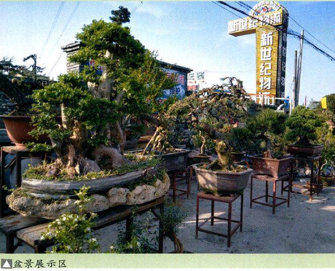 2017扬州江都第二届春季盆景展销会速写