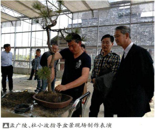 2017扬州江都第二届春季盆景展销会速写