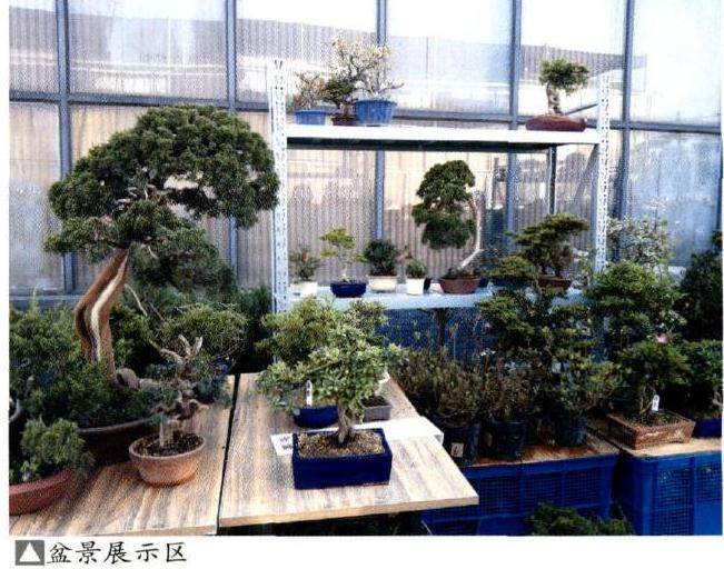 2017扬州江都第二届春季盆景展销会速写