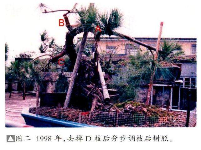 图解我20年来制作松树盆景的过程
