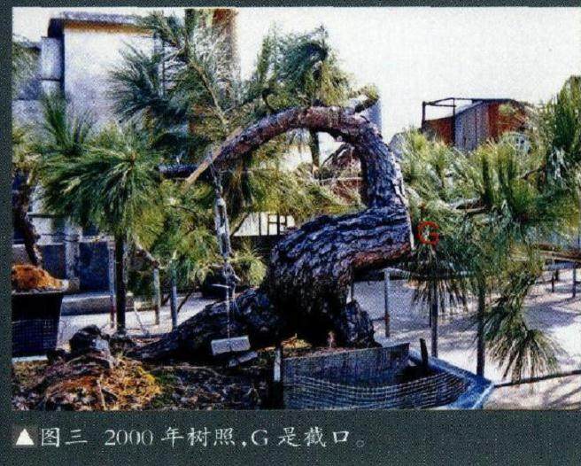 图解 我20年来制作松树盆景的过程