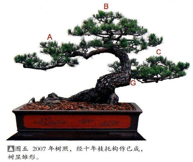 图解 我20年来制作松树盆景的过程