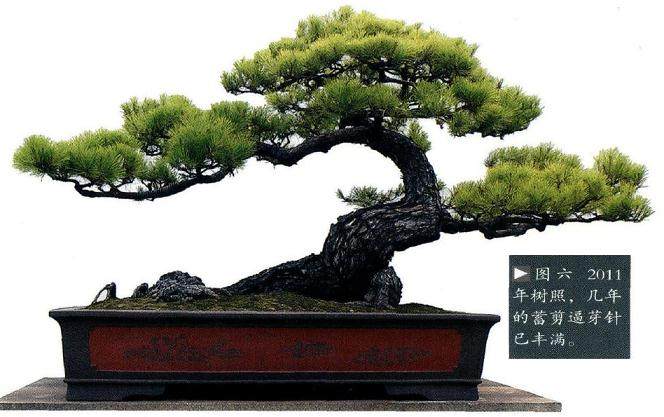 图解 我20年来制作松树盆景的过程