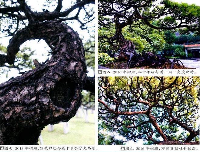 图解 我20年来制作松树盆景的过程