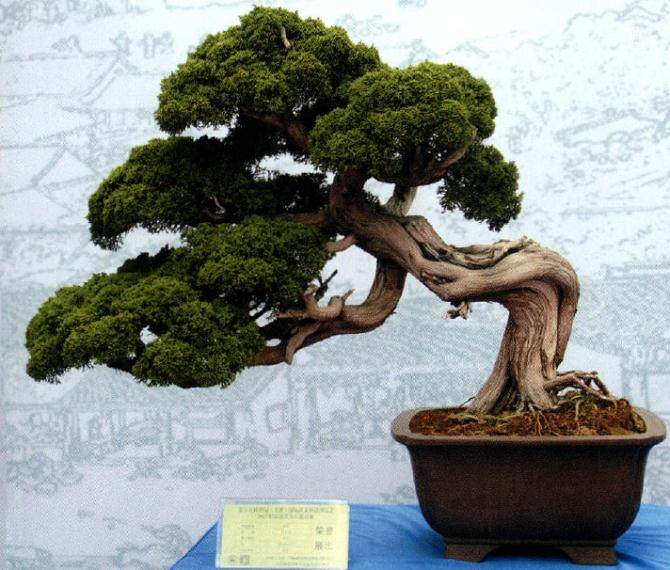 山东盆景协会联盟承办的2017精品盆景奇石邀请展