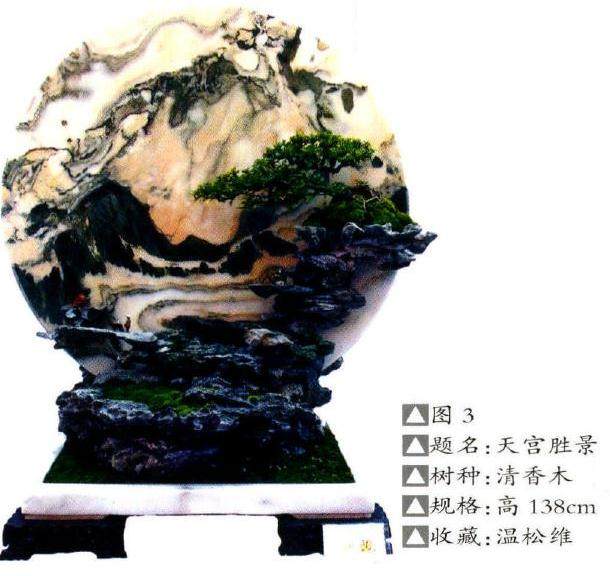 以石为主体的树石盆景构图