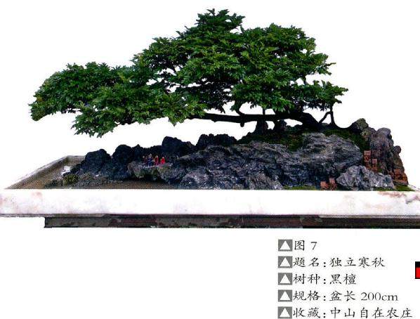 以树为主体的树石盆景构图