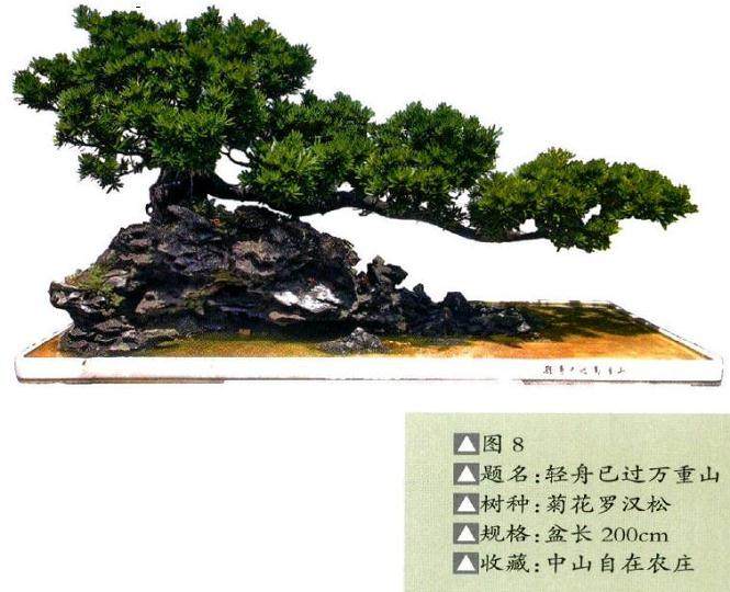 以树为主体的树石盆景构图