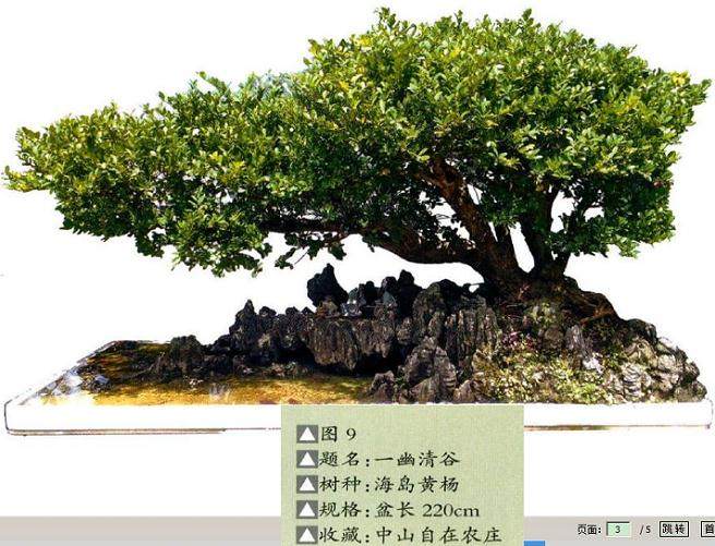 以树为主体的树石盆景构图