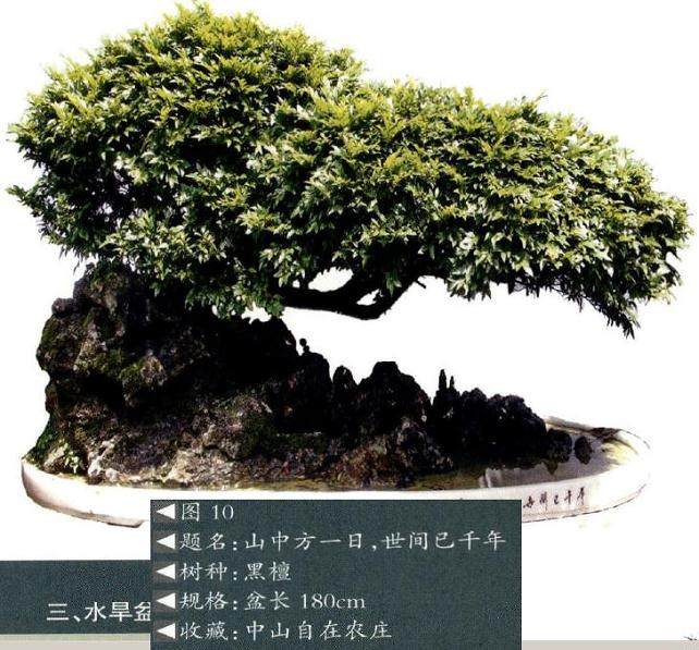 以树为主体的树石盆景构图