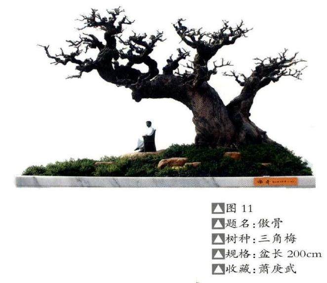 以情动人的水旱盆景构图造型 图片