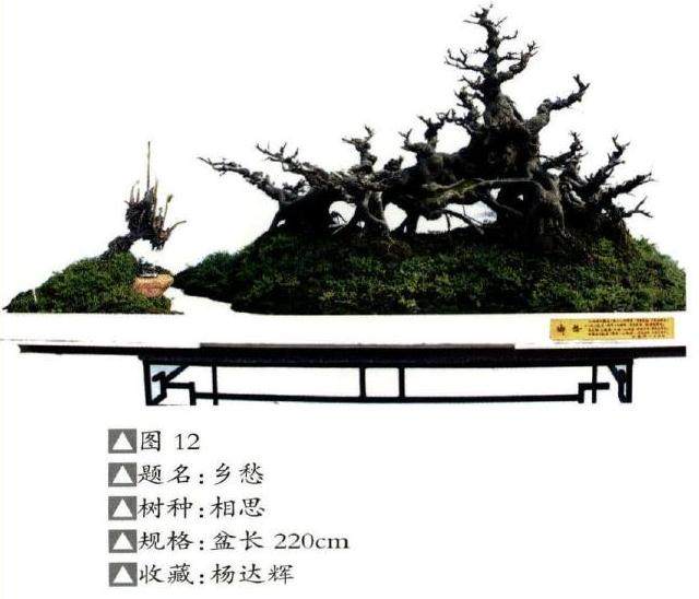 以情动人的水旱盆景构图造型 图片