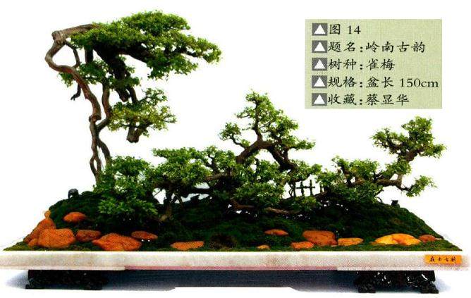 以情动人的水旱盆景构图造型 图片