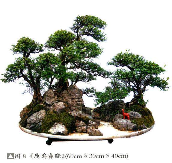 笔者谈谈小叶迎春这种盆景素材的实践体会