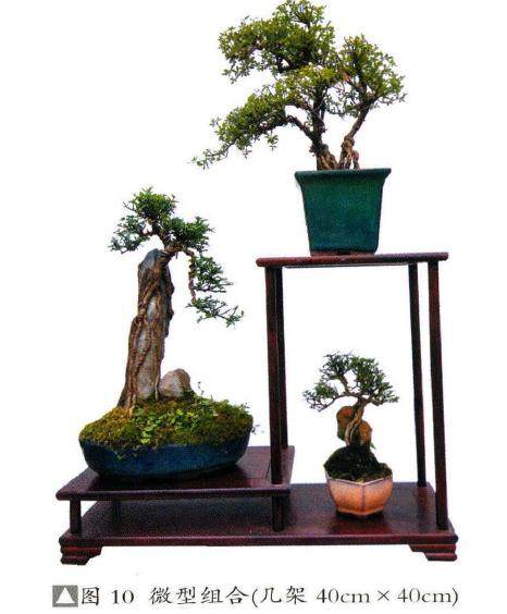 笔者谈谈小叶迎春这种盆景素材的实践体会