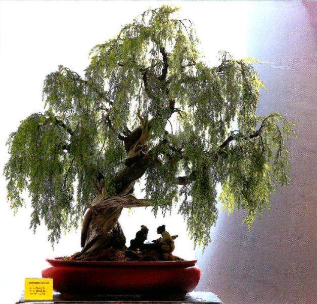 南通市职工盆景协会在文化宫召开第一次会员代表大会