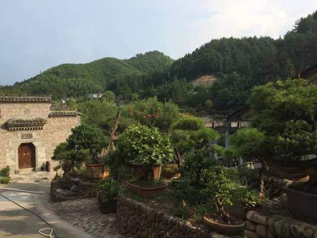 盆景主题民宿--龙泉无景园