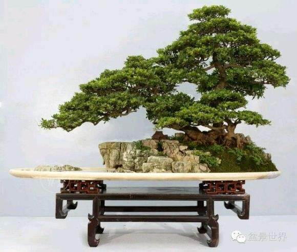 中国首棵盆景树王大型夜明珠首次亮相