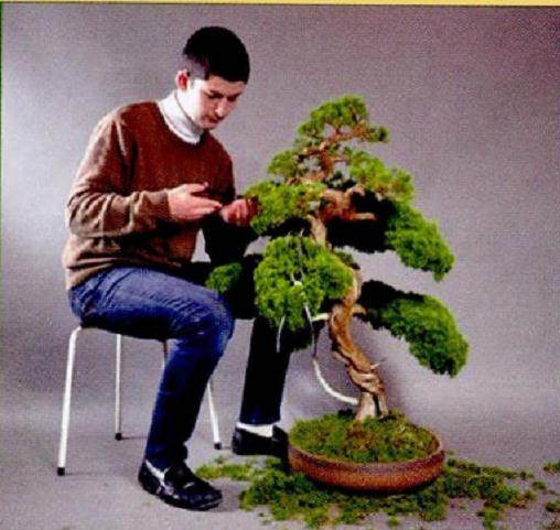 德国盆景俱乐部会员 -- Max Engels