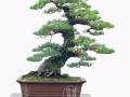 黄敖训大师30年松树盆景创作历程