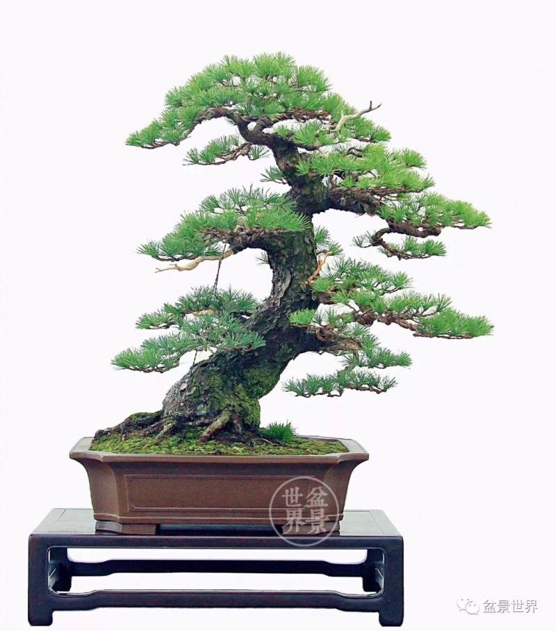 黄敖训大师30年松树盆景创作历程