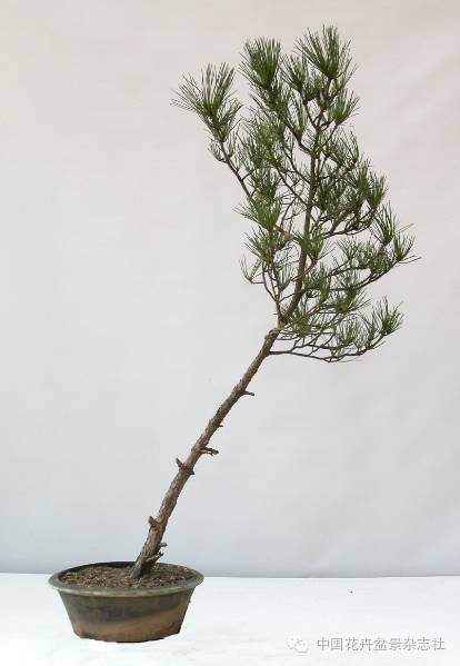 文人树盆景的制作技艺