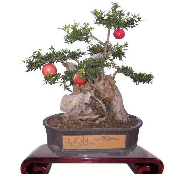 如皋市出台了《关于激励花木盆景产业转型发展的政策意见》