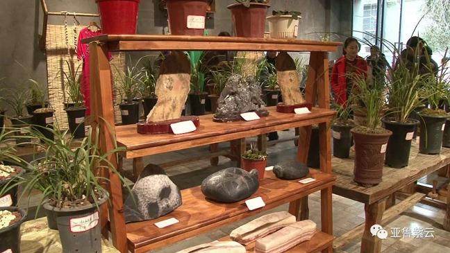 紫云举行兰花盆景奇石根艺展