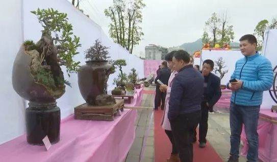 第四届盆景艺术展在福安市圆满落下帷幕