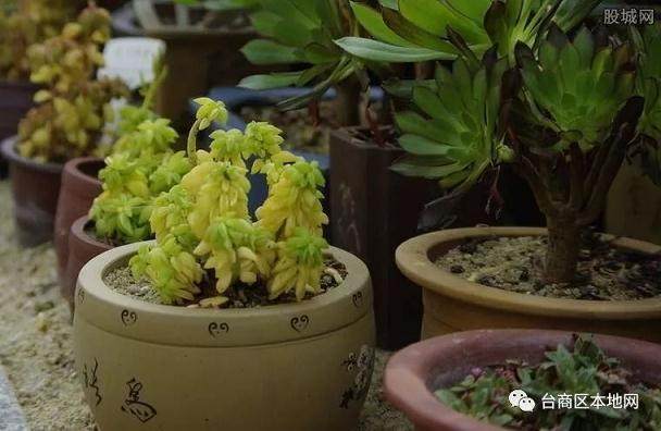 奇葩盗贼偷盆景回家欣赏 还曾偷羊回家当宠物