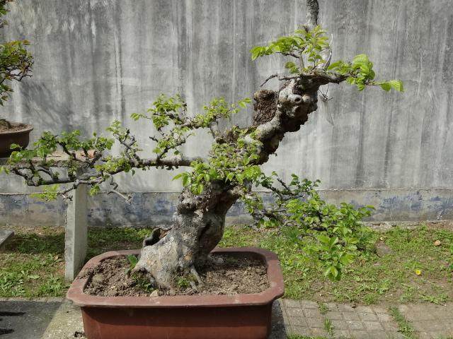 安庆市花卉盆景协会举办首届迎春兰花书画艺术展