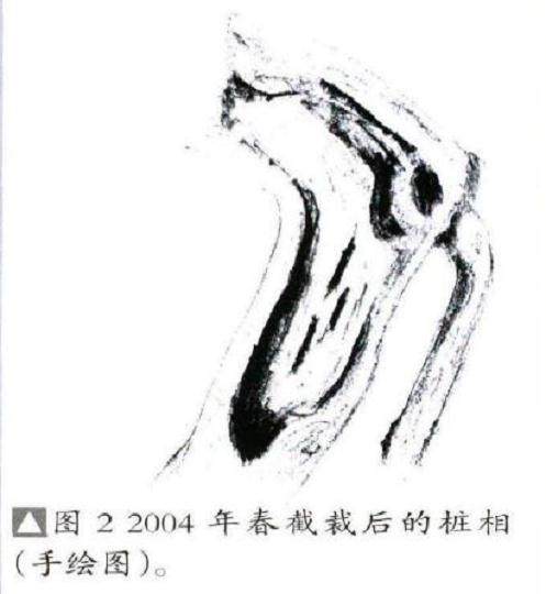 图解 榆树盆景作品《请》的制作方法