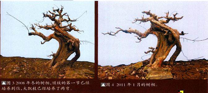 图解 榆树盆景作品《请》的制作方法