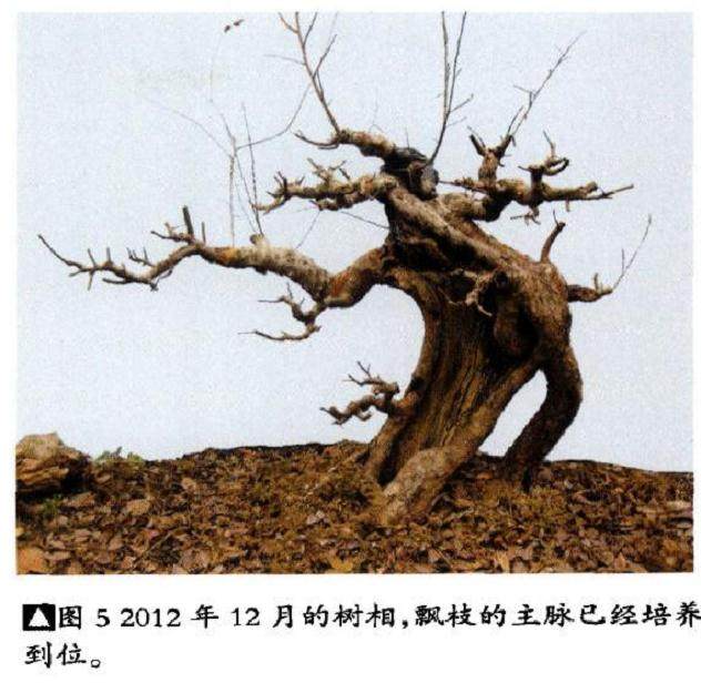 图解 榆树盆景作品《请》的制作方法