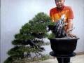 韩国知名盆景艺术家李广钟