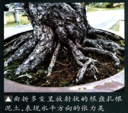 笔者分享在黑松盆景创造中积累的经验