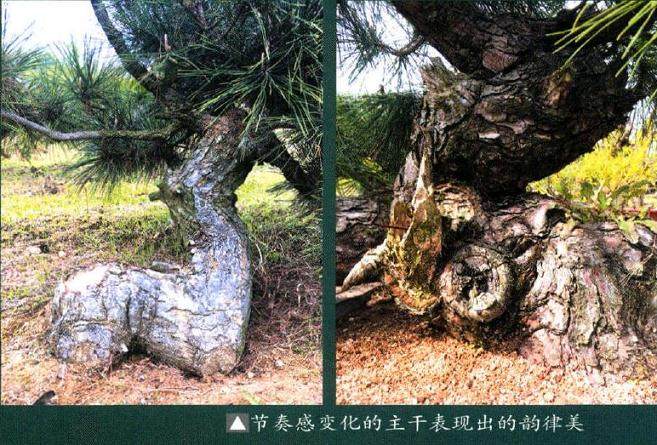 笔者分享在黑松盆景创造中积累的经验