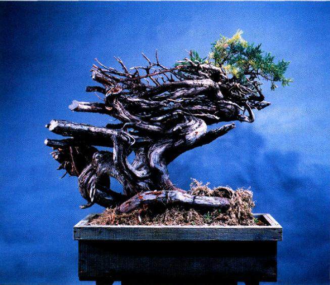 将即将枯死的真柏盆景重新制作成型