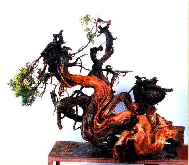 将即将枯死的真柏盆景重新制作成型