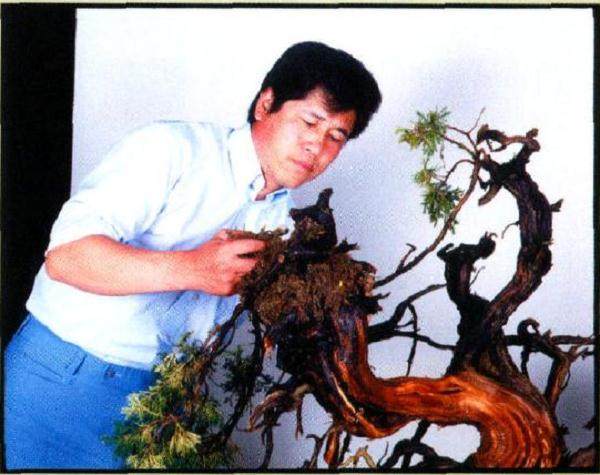 将即将枯死的真柏盆景重新制作成型