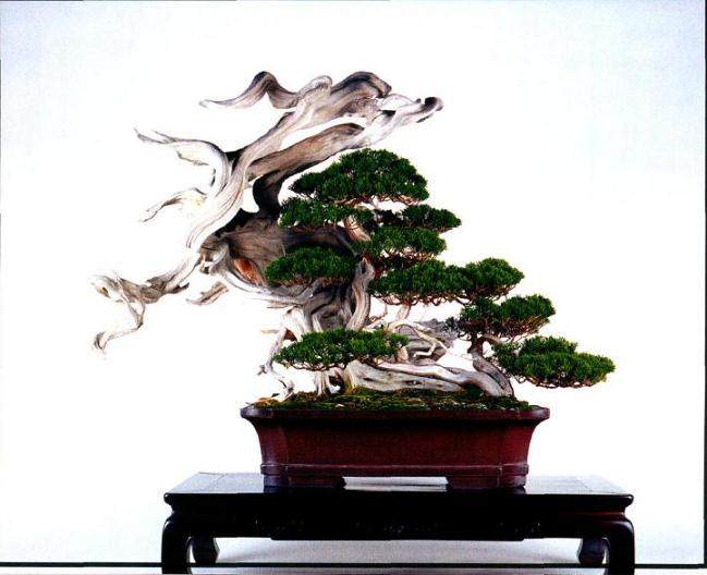 将即将枯死的真柏盆景重新制作成型